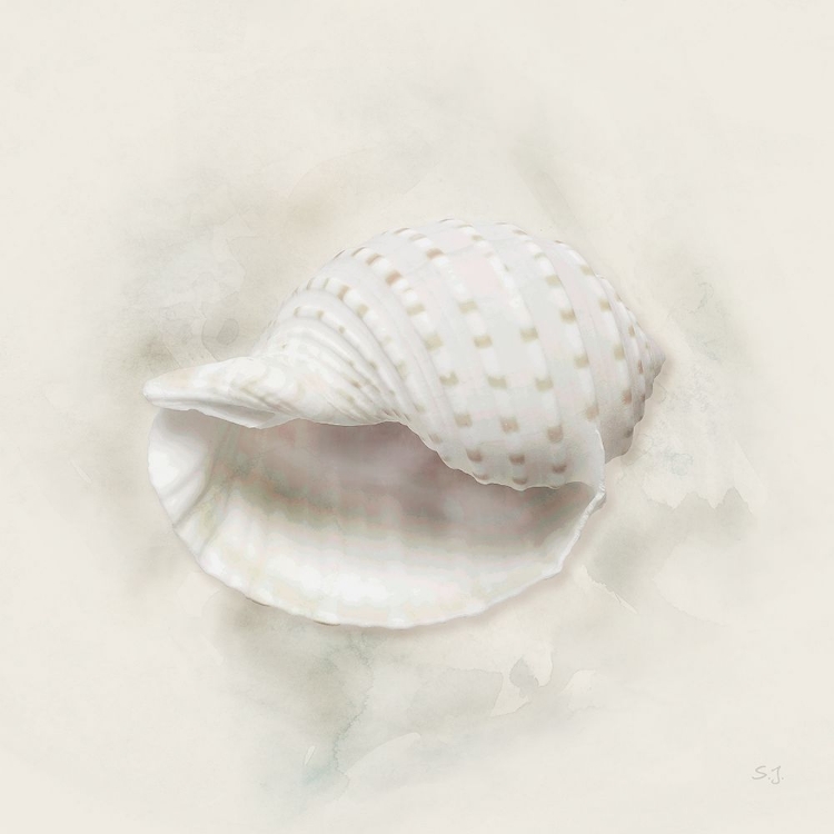 Picture of SOFT SAND AND SHELL IV