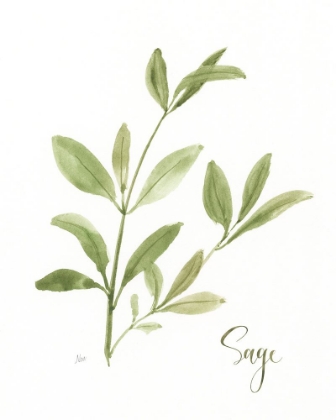 Picture of HERB SAGE