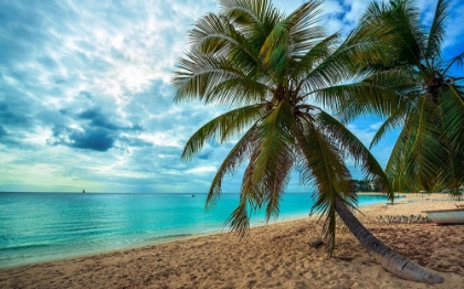 Picture of PALM TREE DREAMS