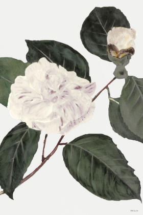 Picture of WHITE BOTANICAL I