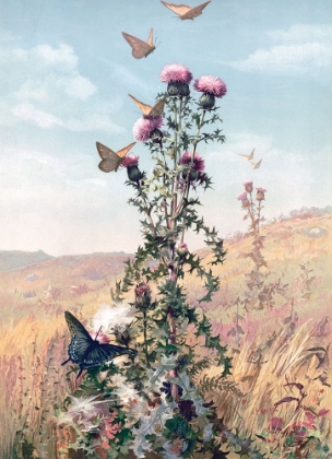 Picture of MEADOW BUTTERFLIES