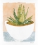 Picture of CACTI BOWL     