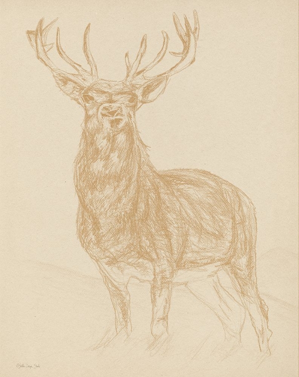 Picture of BUCK SKETCH