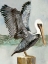 Picture of BROWN PELICAN 2