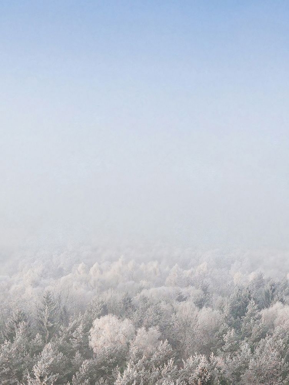 Picture of SNOW FOREST FROM THE SKY  