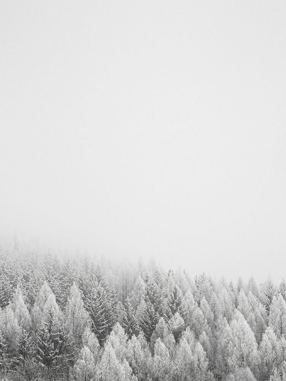 Picture of THE WHITE FOREST  