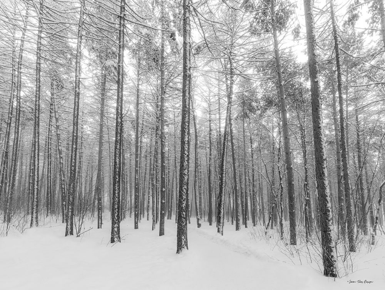 Picture of LET IT SNOW FOREST  