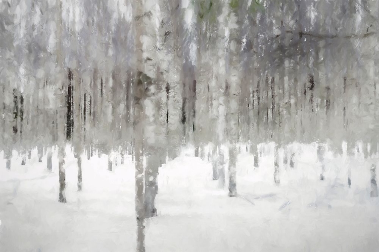 Picture of BIRCHES IN FOG