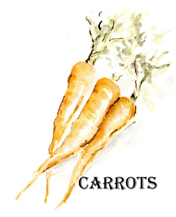 Picture of VEGGIE SKETCH  V-CARROTS