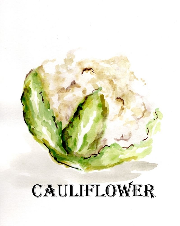 Picture of VEGGIE SKETCH  VI-CAULIFLOWER