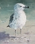 Picture of BEACH BIRD V