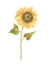 Picture of SINGLE  SUNFLOWER PORTRAIT I