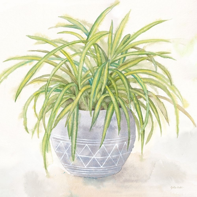 Picture of HOUSEPLANT II-SPIDER PLANT