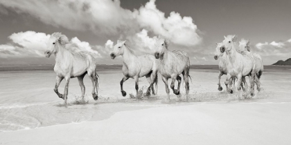 Picture of BAND OF BROTHERS- LANIKAI BEACH- HAWAII (BW)