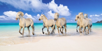 Picture of BAND OF BROTHERS- LANIKAI BEACH- HAWAII