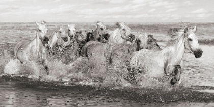 Picture of HERD OF HORSES- CAMARGUE