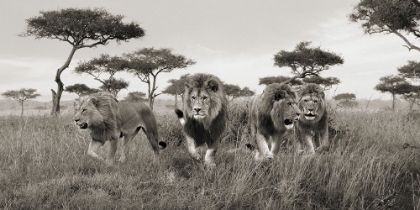 Picture of BROTHERS- MASAI MARA- KENYA (DETAIL)