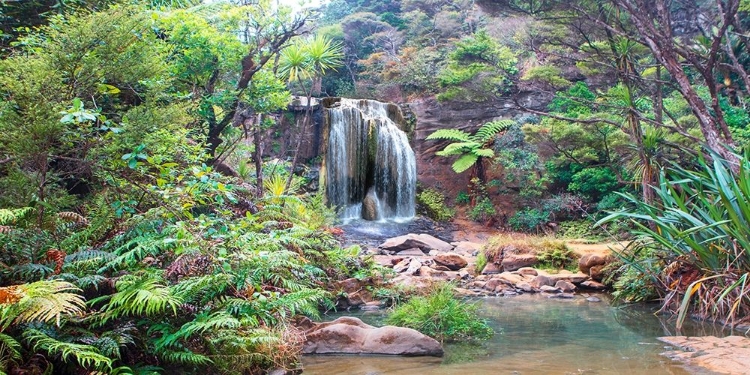 Picture of RAINFOREST WATERFALL