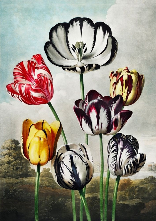 Picture of TULIPS FROM THE TEMPLE OF FLORA