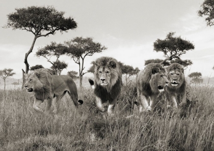 Picture of BROTHERS- MASAI MARA- KENYA