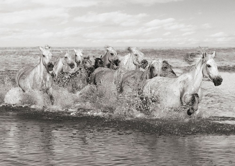 Picture of HERD OF HORSES- CAMARGUE