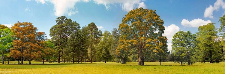 Picture of TREES IN A PARK