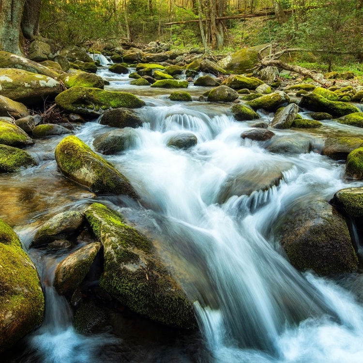 Picture of FOREST RIVER