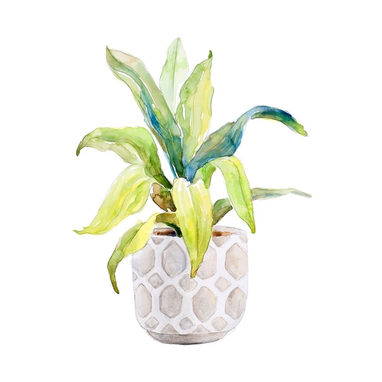 Picture of PLANT IN DECORATIVE POT I