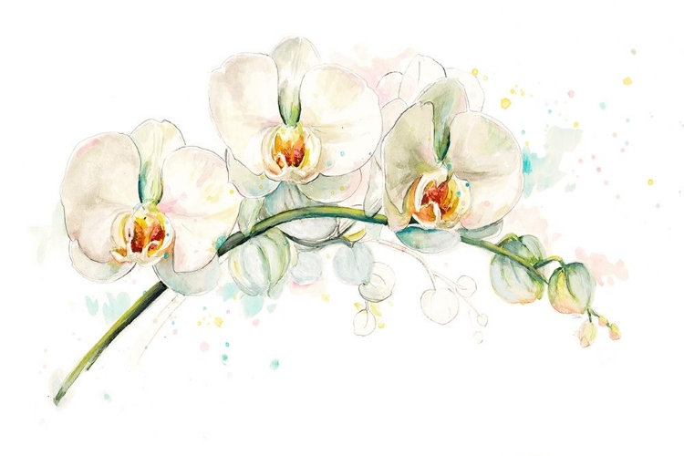 Picture of WHITE ORCHIDS