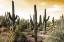 Picture of CACTUS FIELD UNDER GOLDEN SKIES