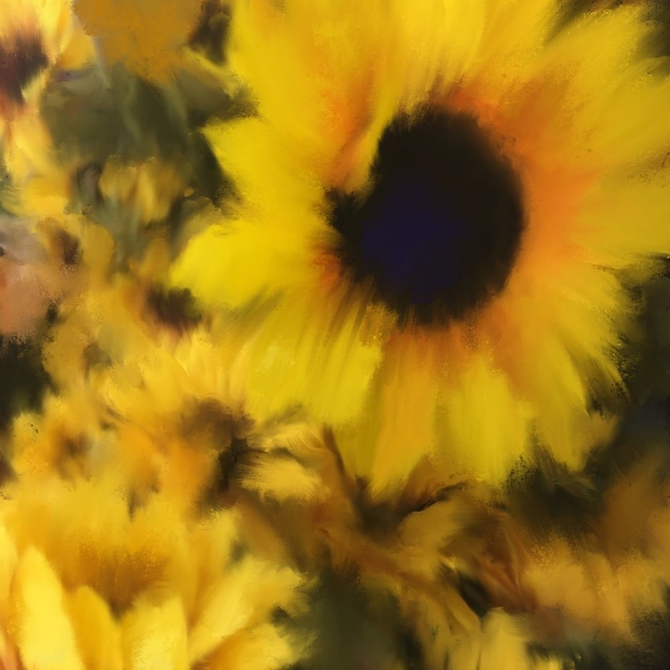 Picture of SUNFLOWER