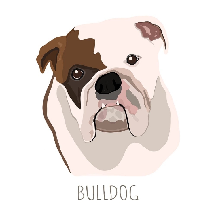 Picture of BULL DOG