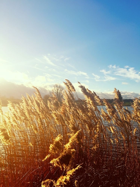 Picture of BEACH GRASS