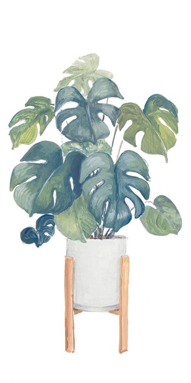 Picture of MONSTERA DELICIOSA