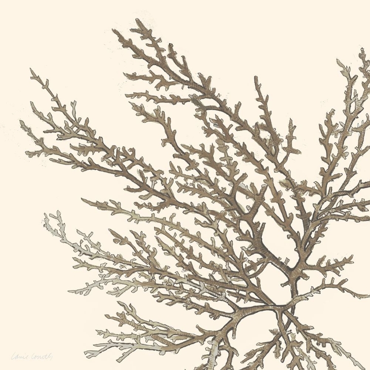 Picture of BROWN COASTAL CORAL I