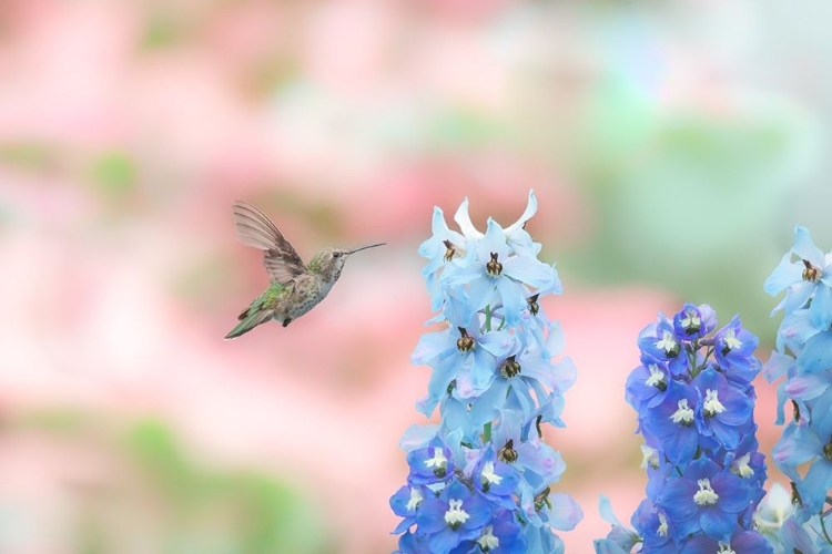 Picture of HUMMINGBIRD