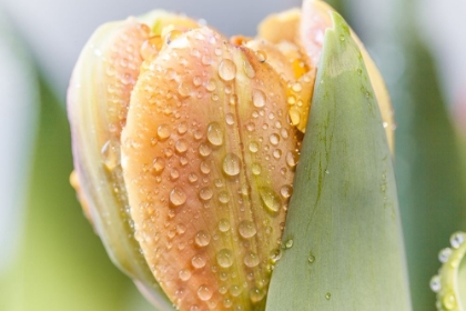 Picture of DEWDROP TULIP I