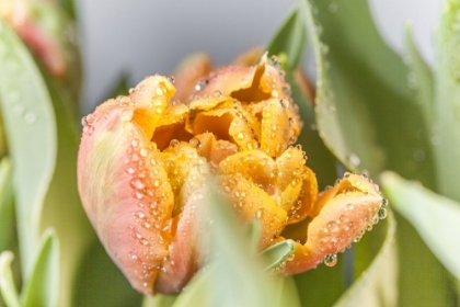 Picture of DEWDROP TULIP II