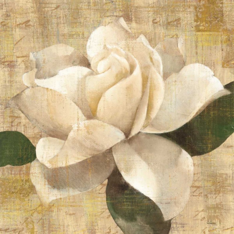 Picture of GARDENIA BLOSSOM ON SCRIPT