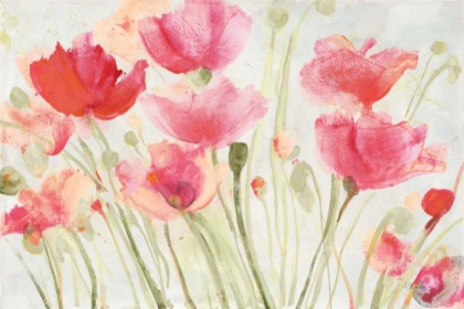 Picture of BLUSH POPPIES