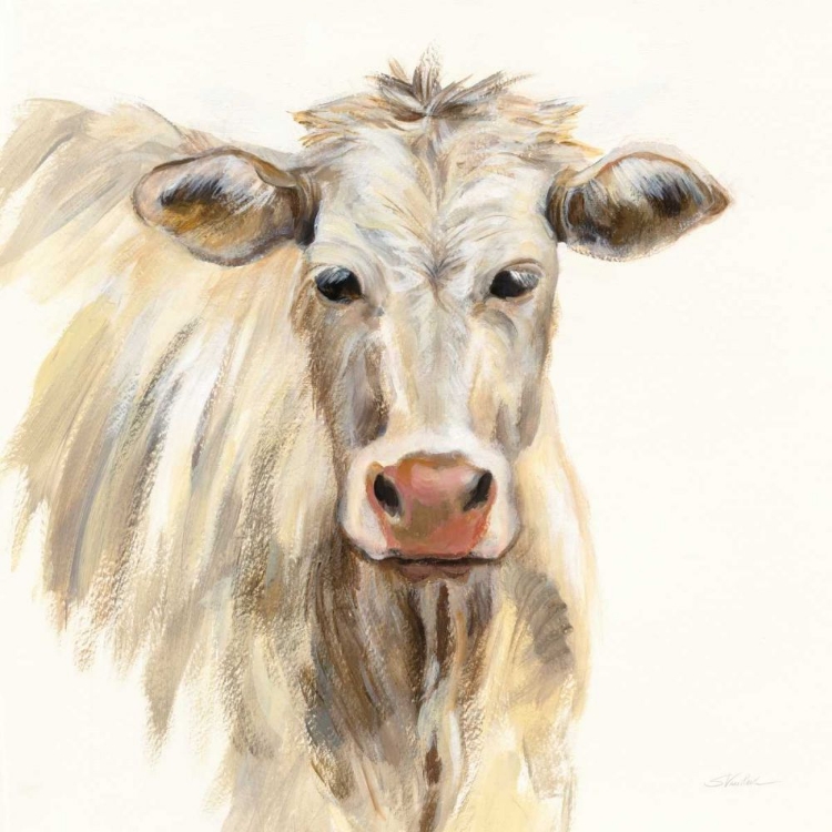 Picture of WHITE COW