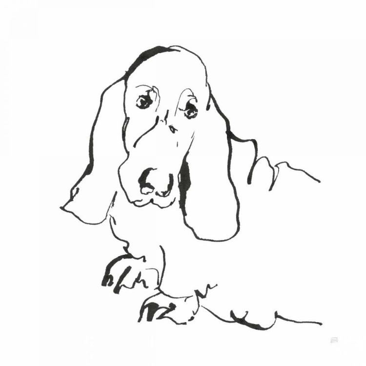 Picture of LINE DOG BASSET HOUND