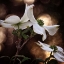 Picture of WHITE DOGWOOD I