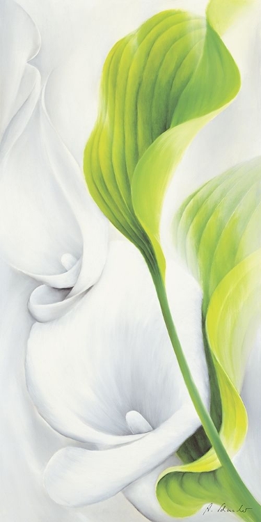 Picture of CALLA II