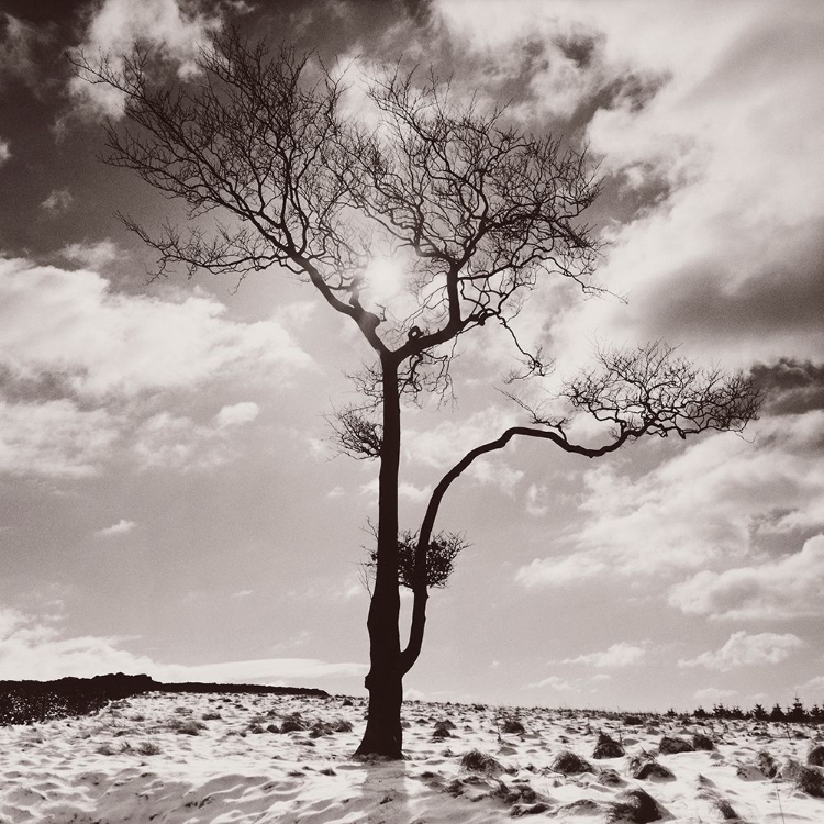 Picture of LONE TREE # 2-PEAK DISTRICT-ENGLAND