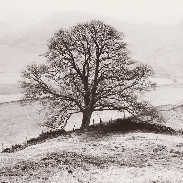 Picture of MISTY TREE-PEAK DISTRICT- ENGLAND