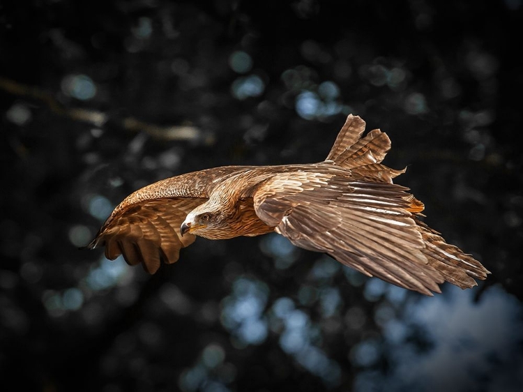 Picture of RED KITE FLIES