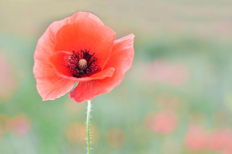 Picture of COQUELICOT