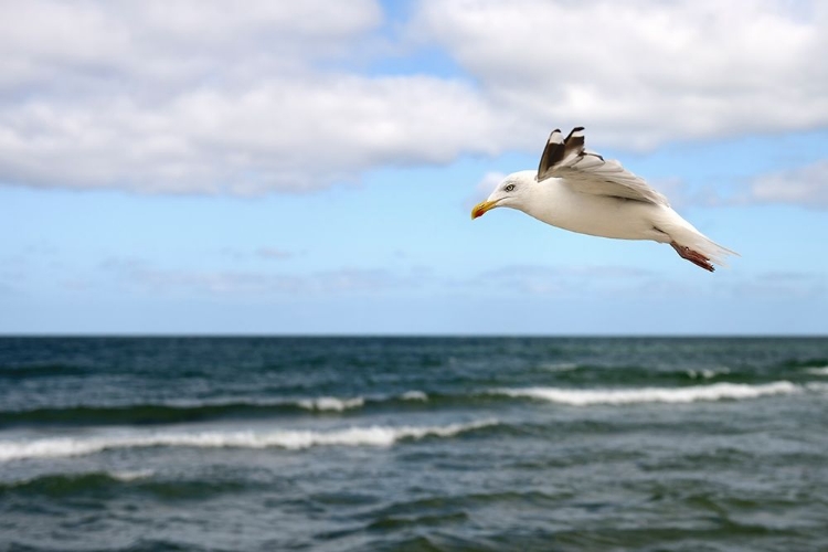 Picture of LONELY BIRD