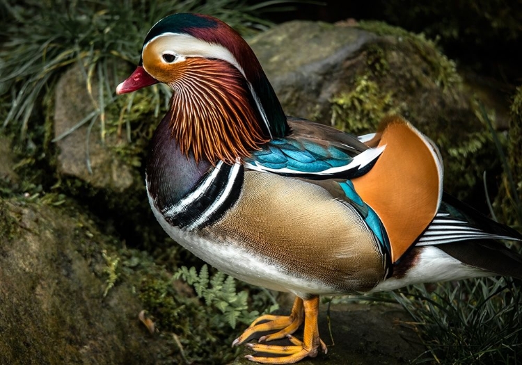 Picture of MANDERIN DUCK